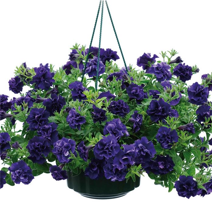 Hänge-Petunie 'Tumbelina® Belinda'