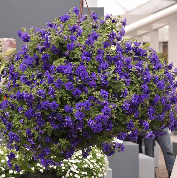 Hänge-Petunie 'Tumbelina® Belinda'