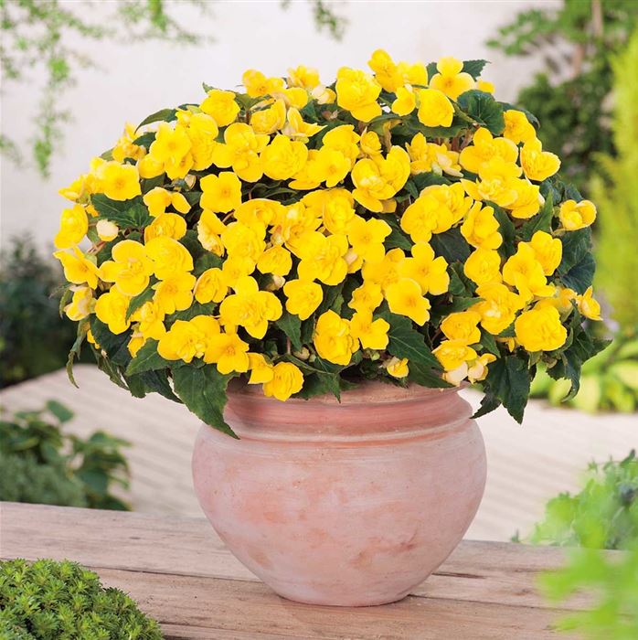 Mulitflora-Begonie 'Beluga® Yellow'
