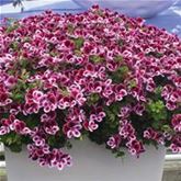 Duft-Geranie 'Grandeur® Odorata Perfume'