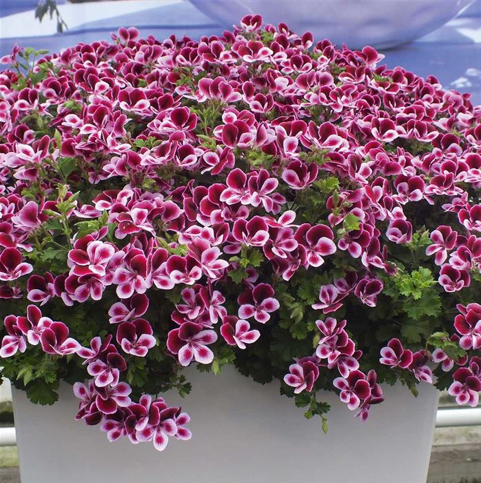 Duft-Geranie 'Grandeur® Odorata Perfume'