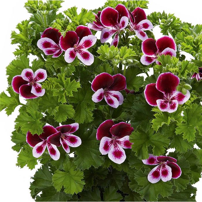 Duft-Geranie 'Grandeur® Odorata Perfume'