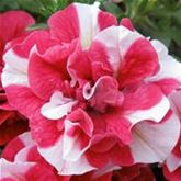 Hänge-Petunie 'Tumbelina® Cherry Ripple'