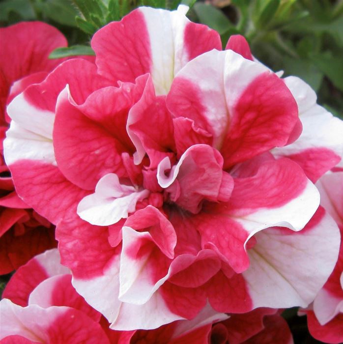 Hänge-Petunie 'Tumbelina® Cherry Ripple'