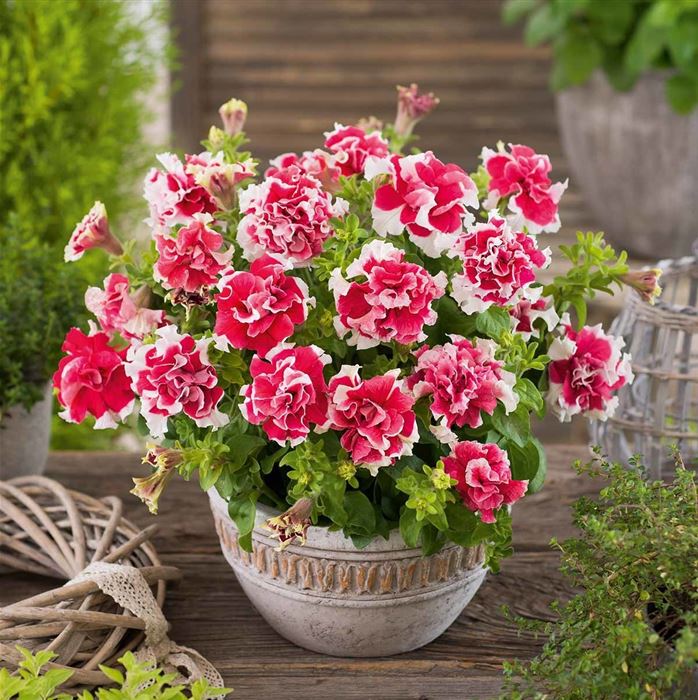 Hänge-Petunie 'Tumbelina® Cherry Ripple'