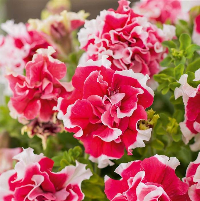 Hänge-Petunie 'Tumbelina® Cherry Ripple'