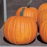 Schnitz-Kürbis 'Charmant' F1