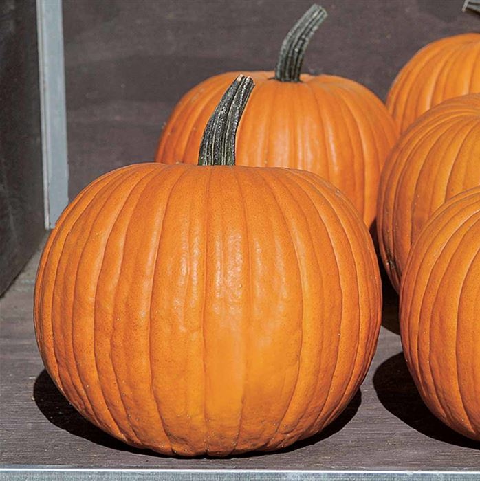 Schnitz-Kürbis 'Charmant' F1