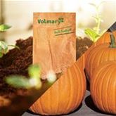 Schnitz-Kürbis 'Charmant' F1