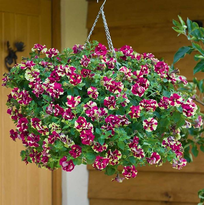 Hänge-Petunie 'Tumbelina® Crazy Ripple'