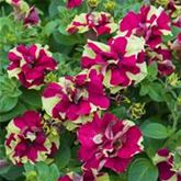 Hänge-Petunie 'Tumbelina® Crazy Ripple'