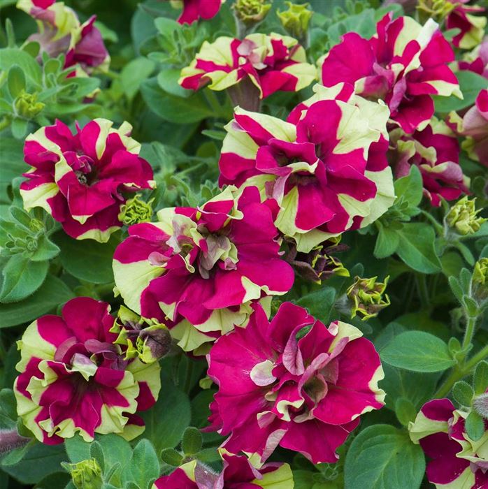 Hänge-Petunie 'Tumbelina® Crazy Ripple'