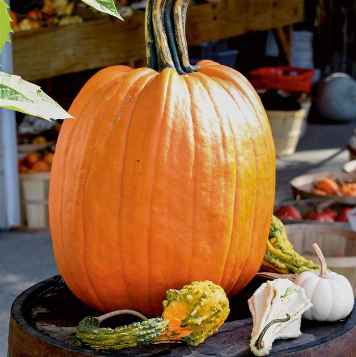 Schnitz-Kürbis für Kinder 'Laternchen'