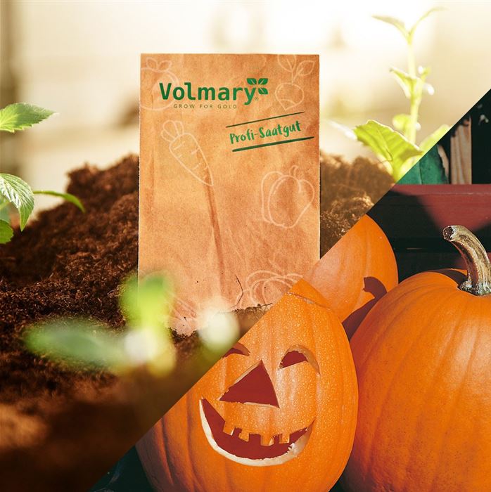 Schnitz-Kürbis für Kinder 'Laternchen'