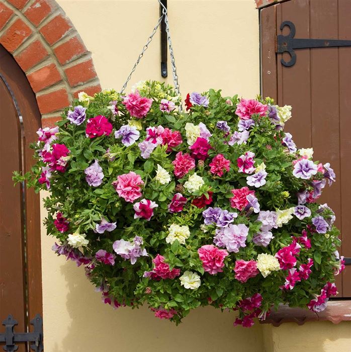Hänge-Petunie 'Tumbelina® Mix'