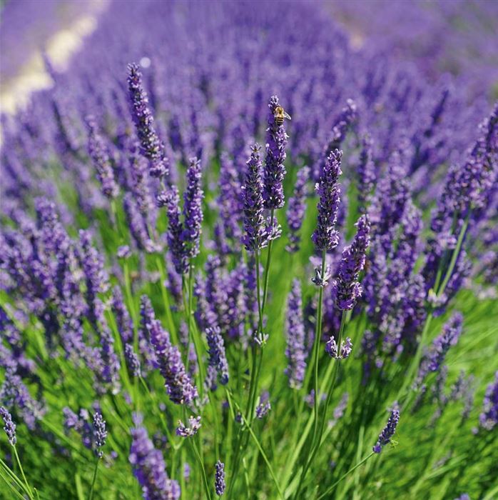 Duft-Lavendel 'Grosso'