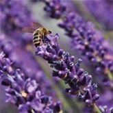 Duft-Lavendel 'Grosso'