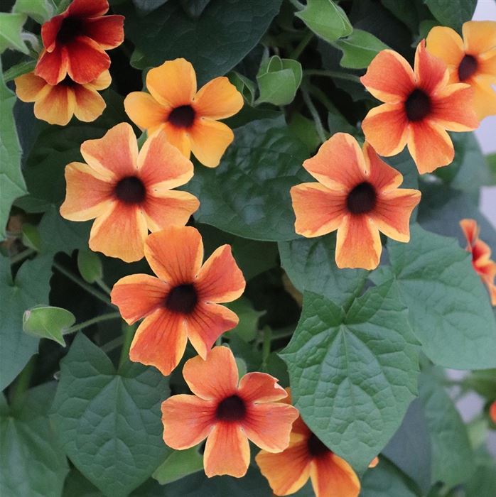 Schwarzäugige Susanne 'Sunny Susy® Amber Stripes'