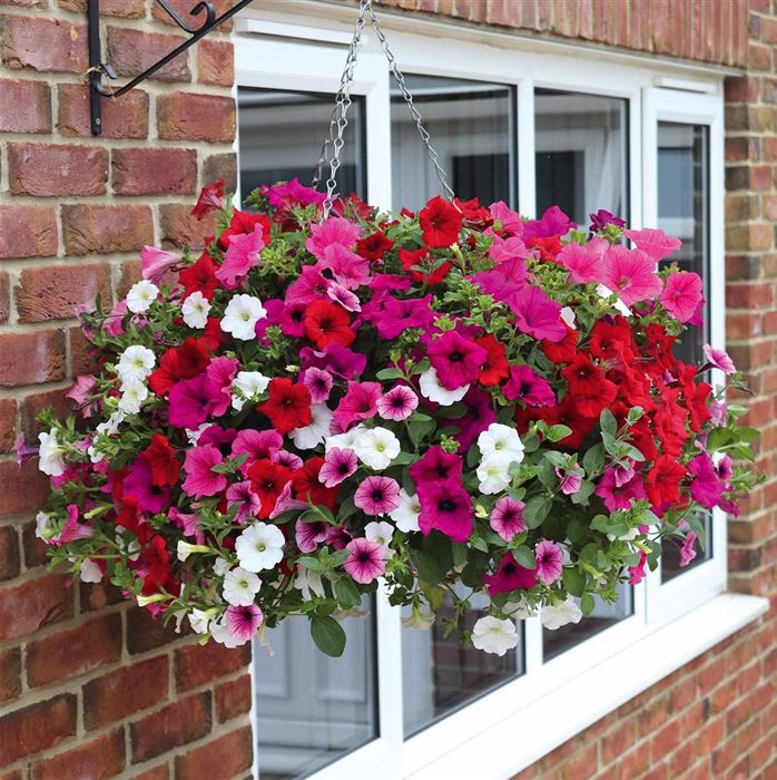 Hänge-Petunie-Mix 'Surfinia® Leuchtkraft' Hänge-Petunie-Mix 'Surfinia® Leuchtkraft'