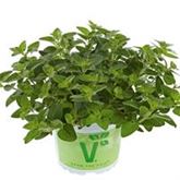Echter Oregano 'Margeritha'