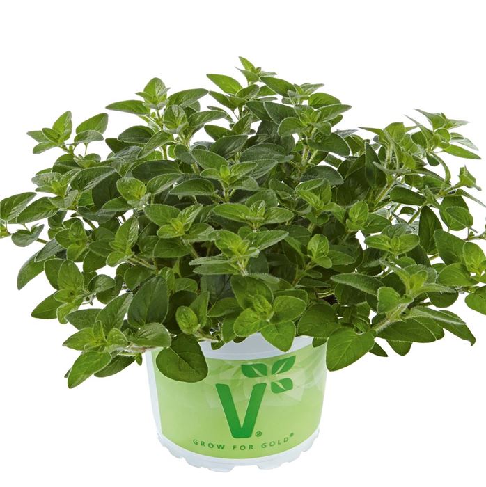 Echter Oregano 'Margeritha'