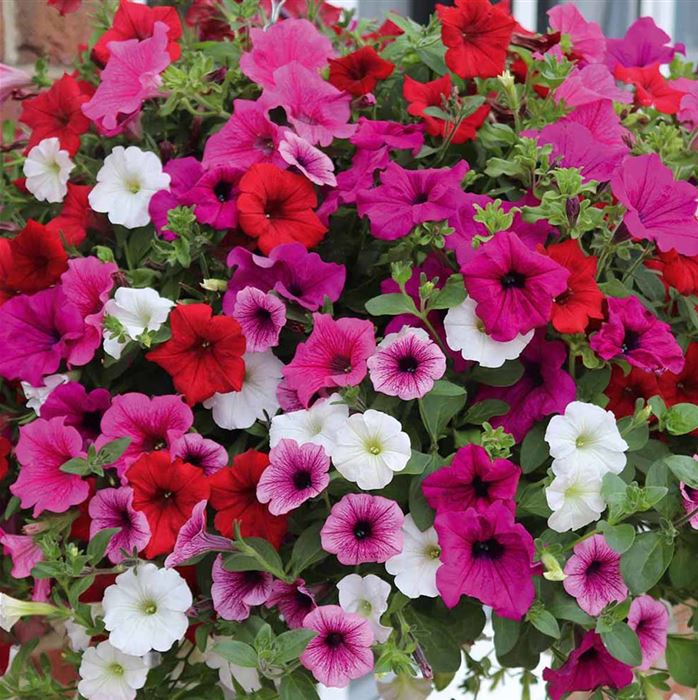 Hänge-Petunie-Mix 'Surfinia® Leuchtkraft' Hänge-Petunie-Mix 'Surfinia® Leuchtkraft'