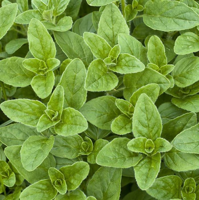 Echter Oregano 'Margeritha'