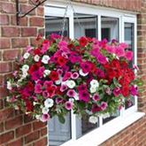 Hänge-Petunie-Mix 'Surfinia® Leuchtkraft' Hänge-Petunie-Mix 'Surfinia® Leuchtkraft'