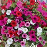 Hänge-Petunie-Mix 'Surfinia® Leuchtkraft' Hänge-Petunie-Mix 'Surfinia® Leuchtkraft'