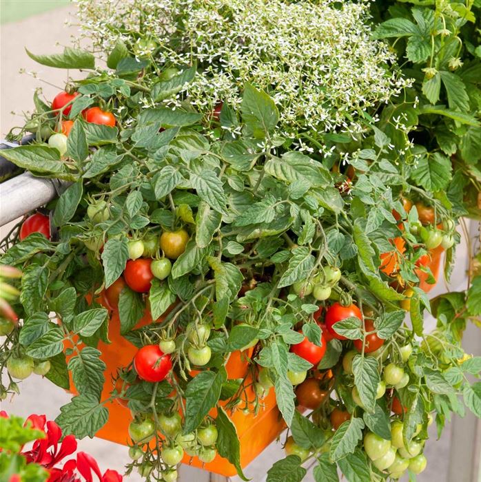 Hängetomate 'Brasil® Red' F1