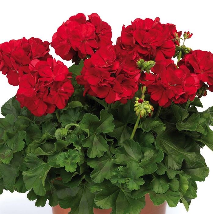 Herz-Geranie 'Summer Lovers® Dark Red'
