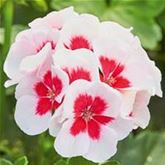 Herz-Geranie 'Summer Lovers® White Splash'