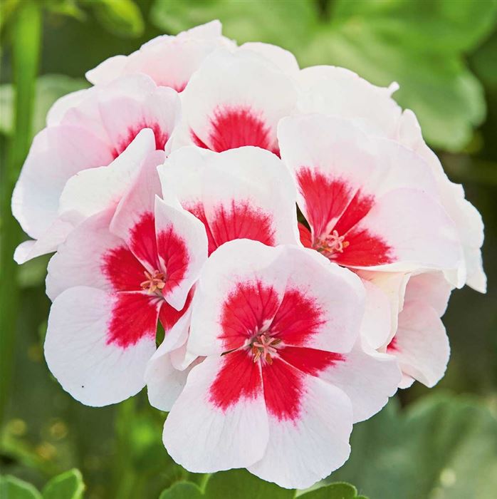 Herz-Geranie 'Summer Lovers® White Splash'