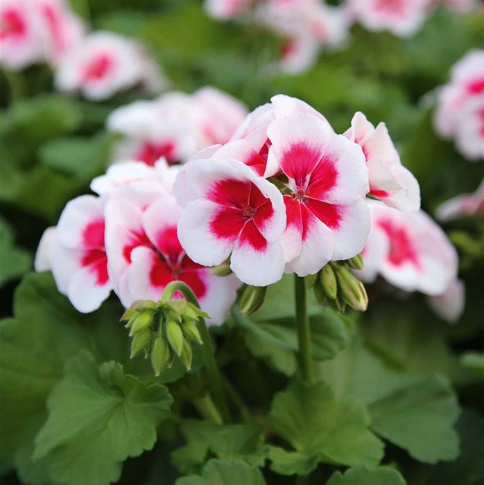 Herz-Geranie 'Summer Lovers® White Splash'