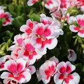 Herz-Geranie 'Summer Lovers® White Splash'