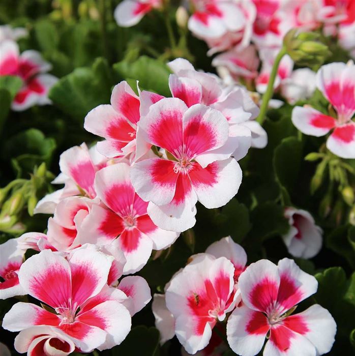 Herz-Geranie 'Summer Lovers® White Splash'