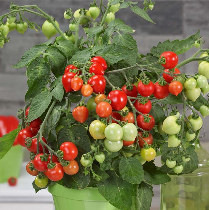 Herz-Tomate 'Evita® Classic' F1