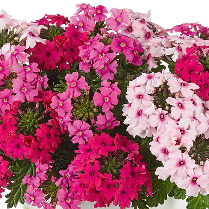Verbene 'Vectura® Trio Pink Summer'