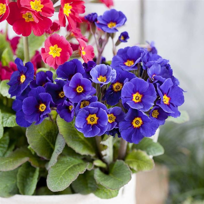 Wald-Primel 'Sylvita Blue'