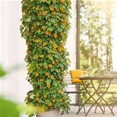 Schwarzäugige Susanne 'Sunny Susy® Red-Orange' Schwarzäugige Susanne 'Sunny Susy® Red-Orange'