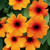 Schwarzäugige Susanne 'Sunny Susy® Red-Orange' Schwarzäugige Susanne 'Sunny Susy® Red-Orange'