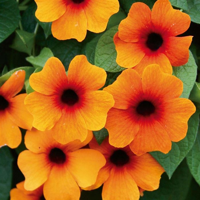 Schwarzäugige Susanne 'Sunny Susy® Red-Orange' Schwarzäugige Susanne 'Sunny Susy® Red-Orange'