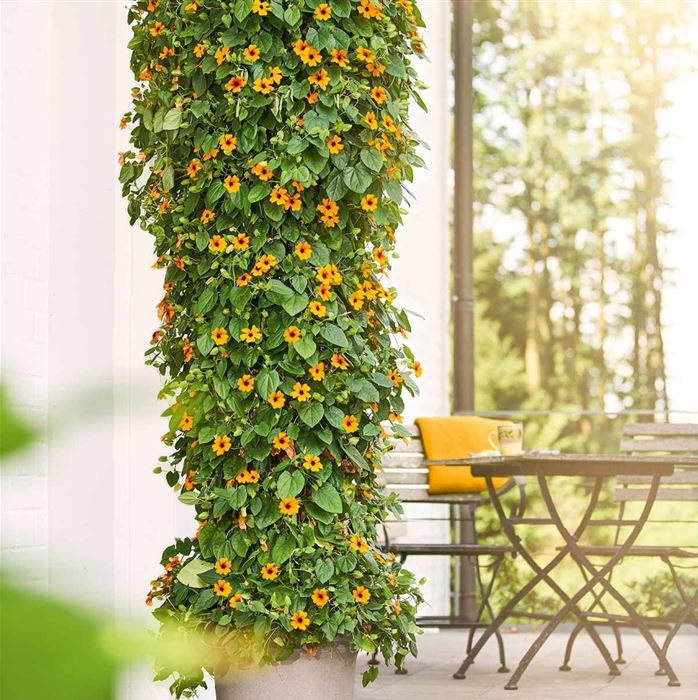 Schwarzäugige Susanne 'Sunny Susy® Red-Orange' Schwarzäugige Susanne 'Sunny Susy® Red-Orange'