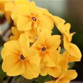 Wald-Primel 'Sylvita Gold'