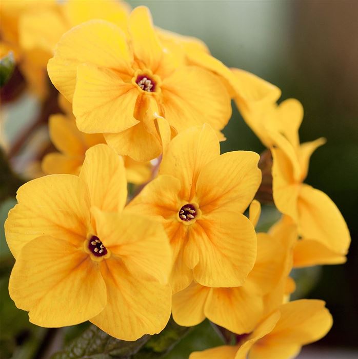 Wald-Primel 'Sylvita Gold'