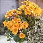 Wald-Primel 'Sylvita Gold'