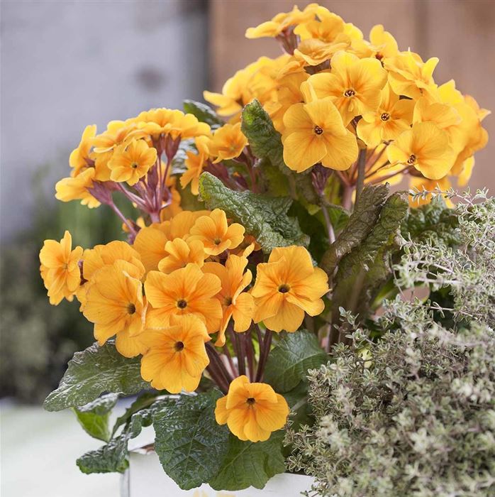Wald-Primel 'Sylvita Gold'