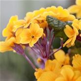 Wald-Primel 'Sylvita Gold'