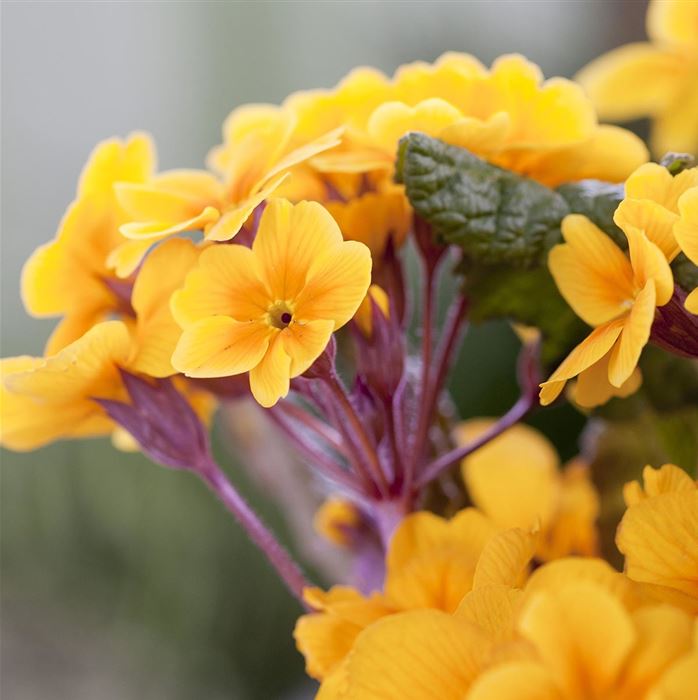 Wald-Primel 'Sylvita Gold'