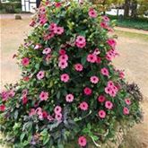 Schwarzäugige Susanne 'Sunny Susy® Rose Sensation' Schwarzäugige Susanne 'Sunny Susy® Rose Sensation'